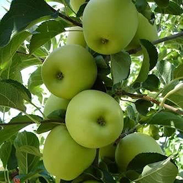 Berke Fidancılık Fidan