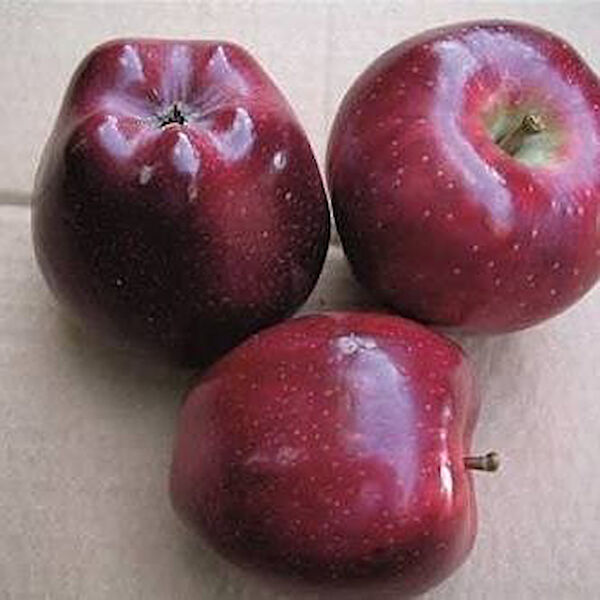 Berke Fidancılık Fidan