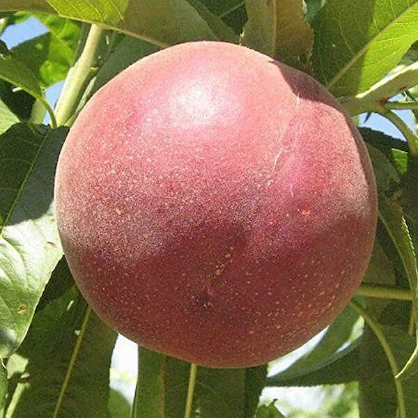 Berke Fidancılık Fidan