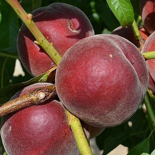 Berke Fidancılık Fidan