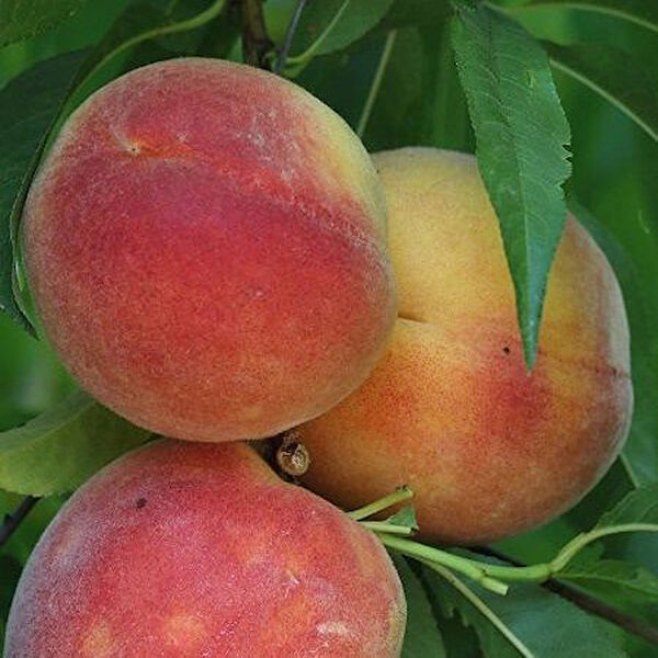 Berke Fidancılık Fidan