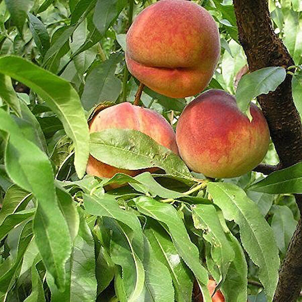 Berke Fidancılık Fidan