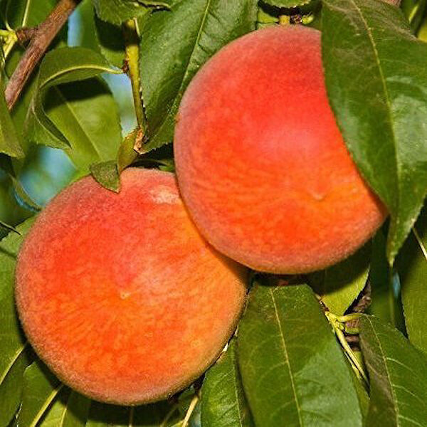 Berke Fidancılık Fidan