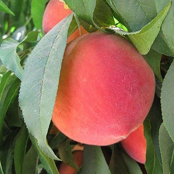 Berke Fidancılık Fidan