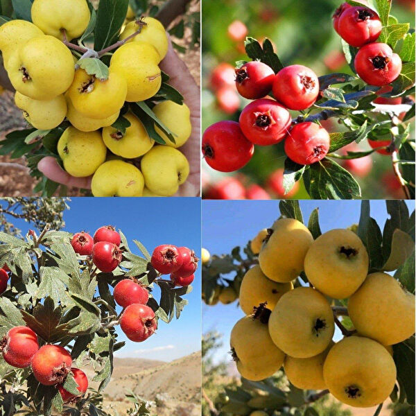 Berke Fidancılık Fidan