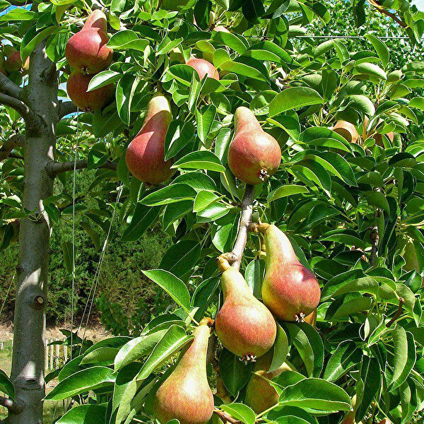 Berke Fidancılık Fidan