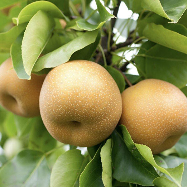 Berke Fidancılık Fidan