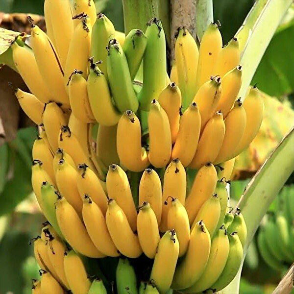 Berke Fidancılık Fidan