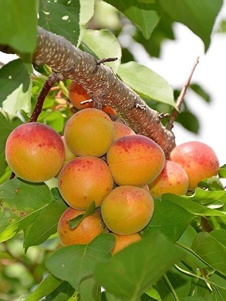 Berke Fidancılık Fidan