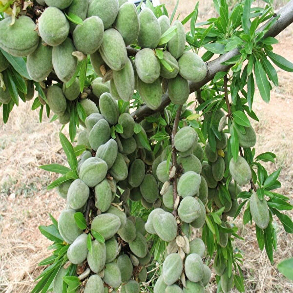 Berke Fidancılık Fidan