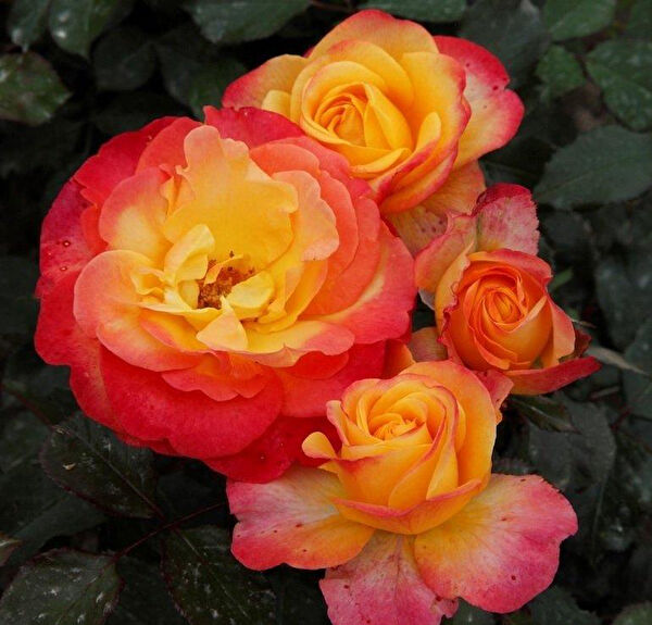 Berke Fidancılık Fidan