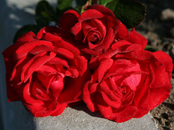 Berke Fidancılık Fidan