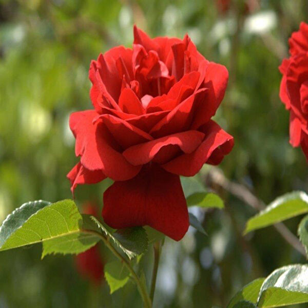 Berke Fidancılık Fidan