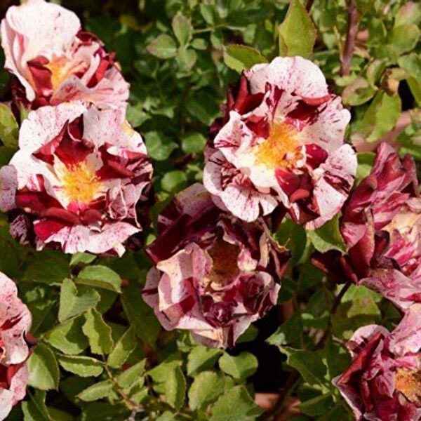 Berke Fidancılık Fidan