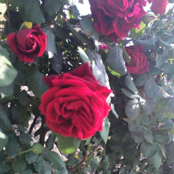 Berke Fidancılık Fidan