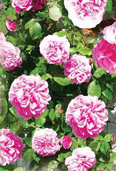 Berke Fidancılık Fidan