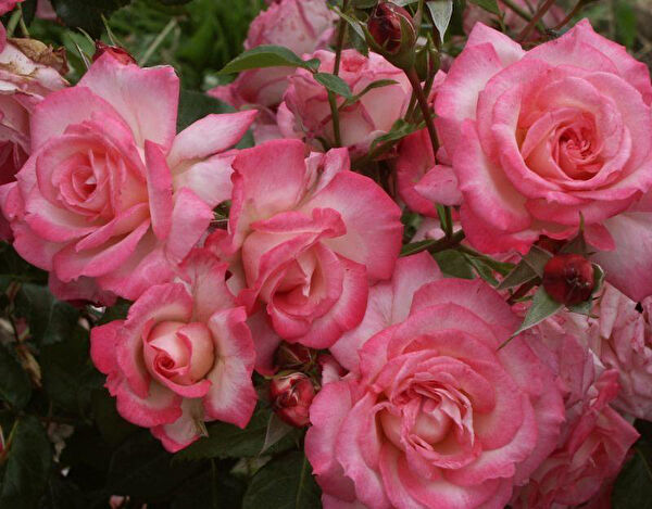 Berke Fidancılık Fidan