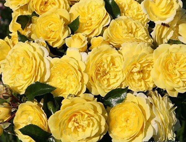 Berke Fidancılık Fidan