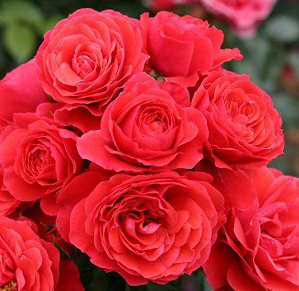 Berke Fidancılık Fidan