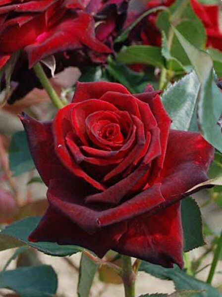 Berke Fidancılık Fidan