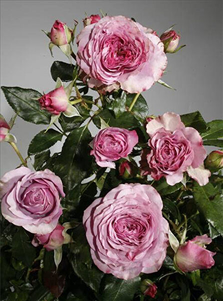 Berke Fidancılık Fidan