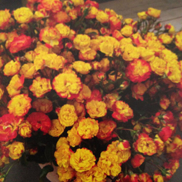 Berke Fidancılık Fidan