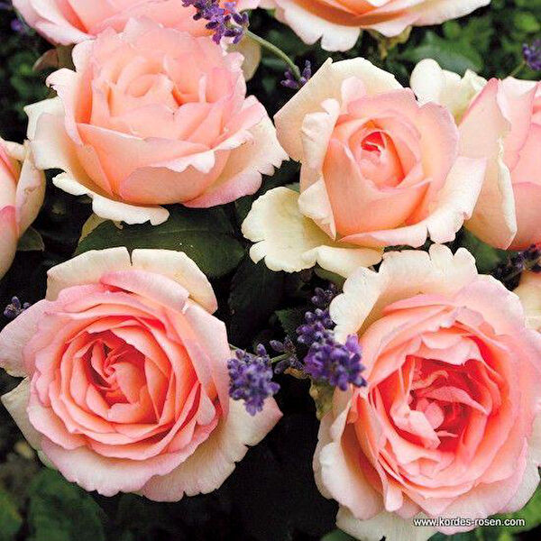 Berke Fidancılık Fidan