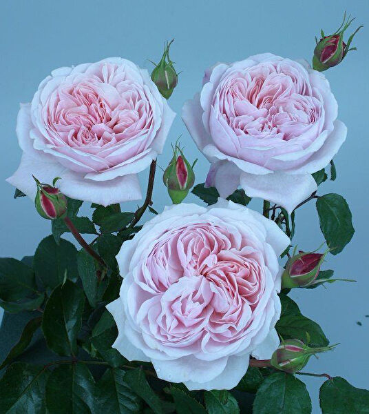 Berke Fidancılık Fidan