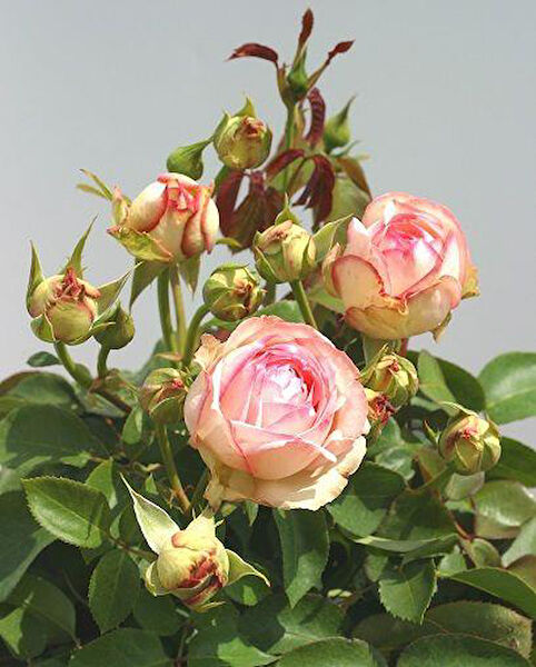 Berke Fidancılık Fidan