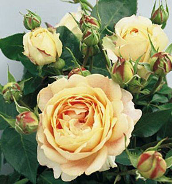 Berke Fidancılık Fidan