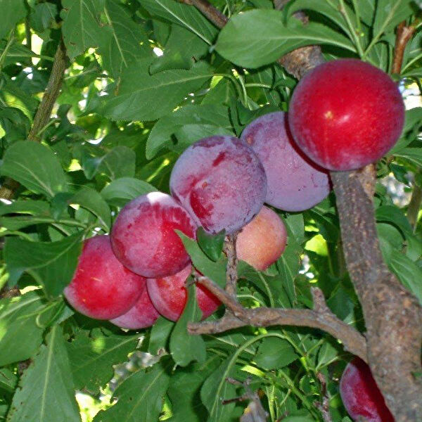 Berke Fidancılık Fidan