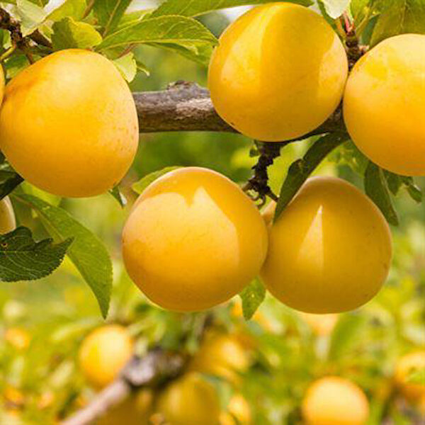 Berke Fidancılık Fidan