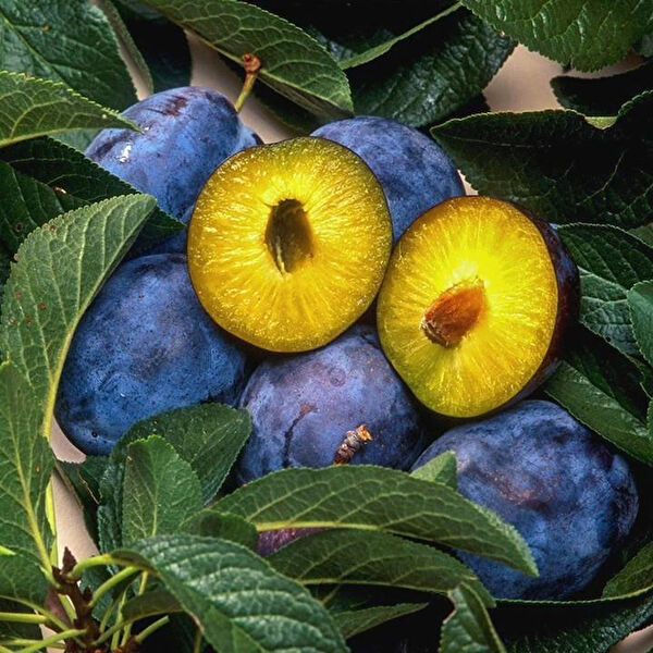 Berke Fidancılık Fidan