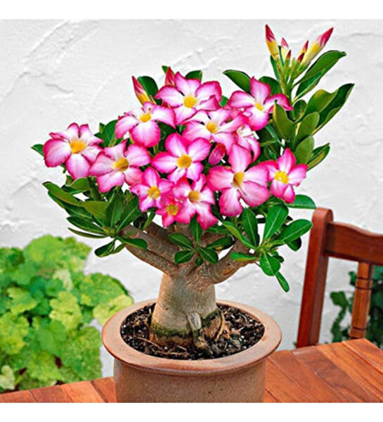 Berke Fidancılık İç Mekan Bitkileri