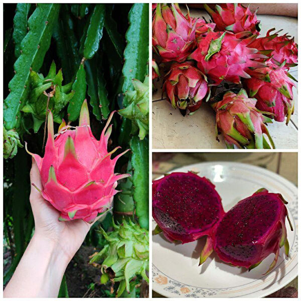 Berke Fidancılık Fidan