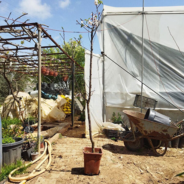 Berke Fidancılık Fidan