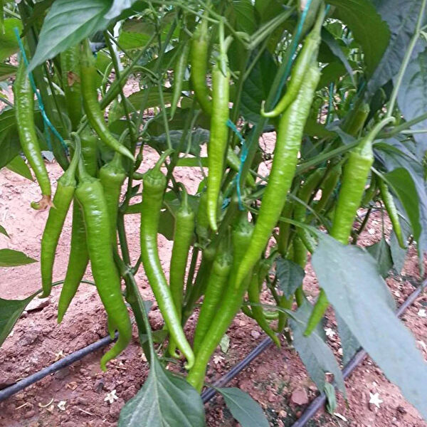 Berke Fidancılık Fide