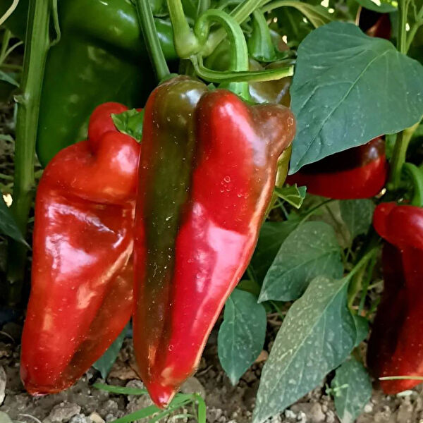 Berke Fidancılık Fide