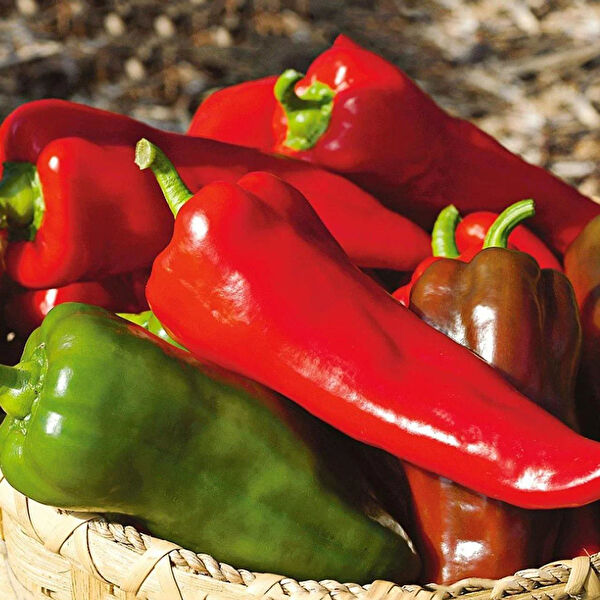 Berke Fidancılık Fide