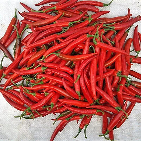 Berke Fidancılık Fide