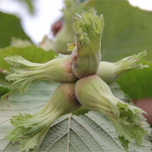 Berke Fidancılık Fidan