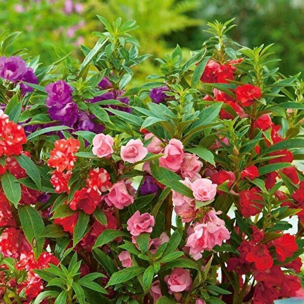 Berke Fidancılık Tohum