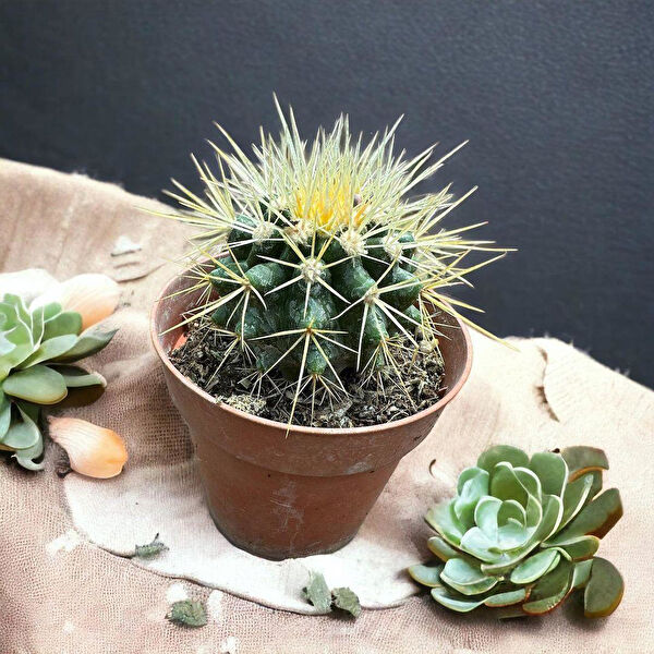 Berke Fidancılık İç Mekan Bitkileri