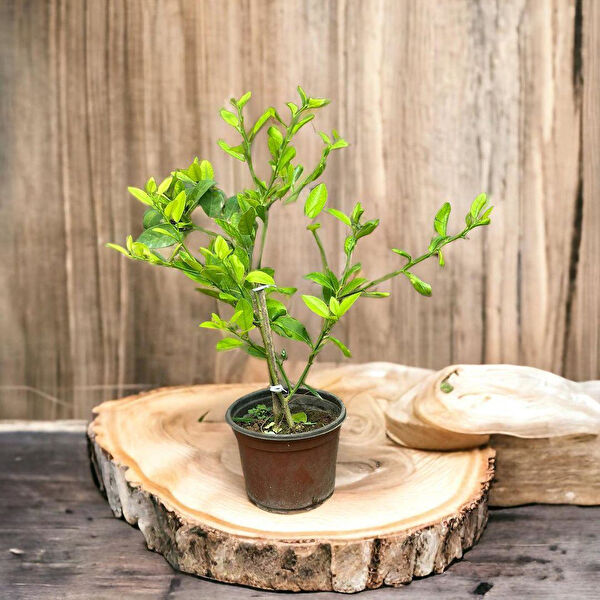 Berke Fidancılık Fidan