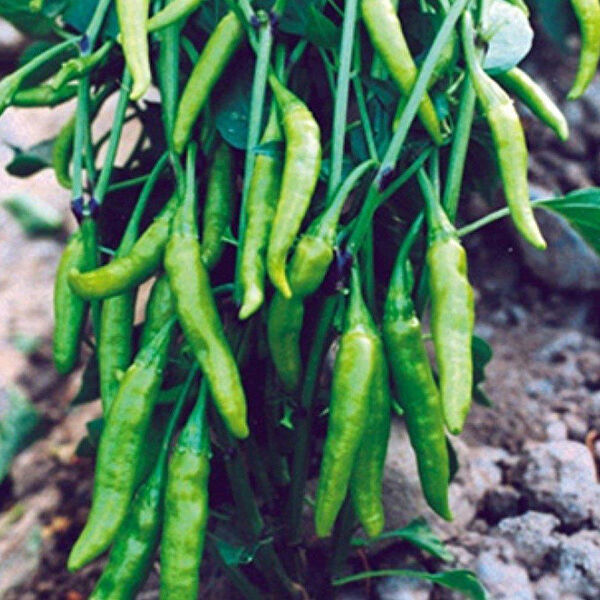 Berke Fidancılık Tohum