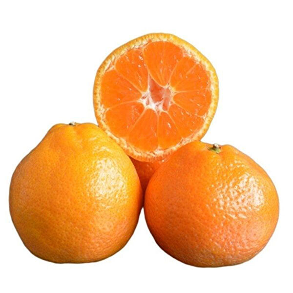 Berke Fidancılık Fidan