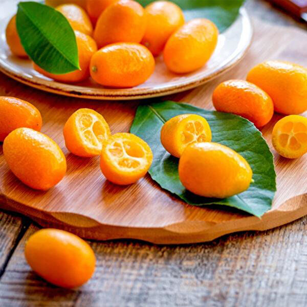 Berke Fidancılık Fidan