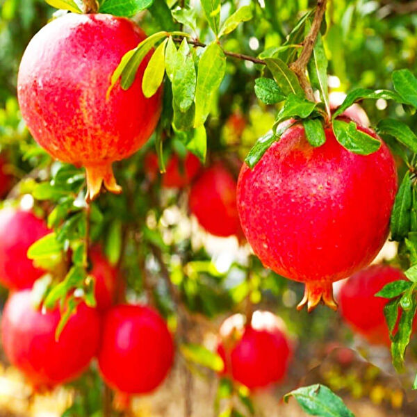 Berke Fidancılık Fidan