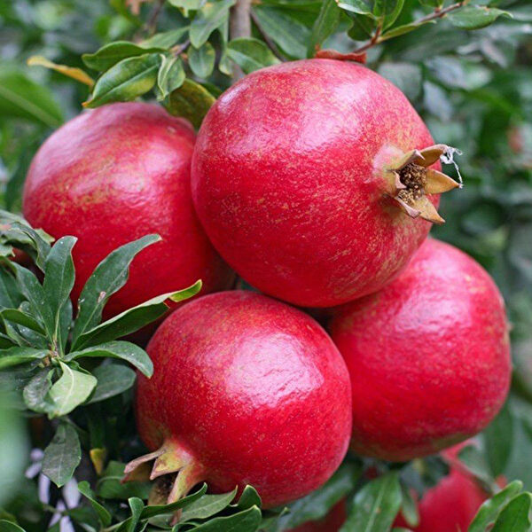 Berke Fidancılık Fidan