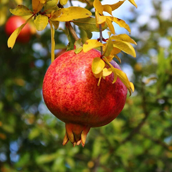 Berke Fidancılık Fidan